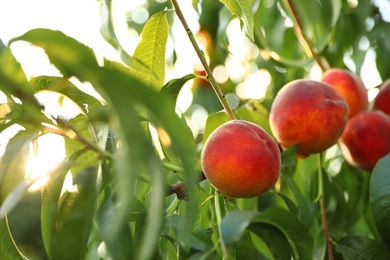 Fresh ripe peaches on tree in garden