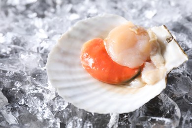 Photo of Fresh raw scallop in shell on ice cubes, closeup