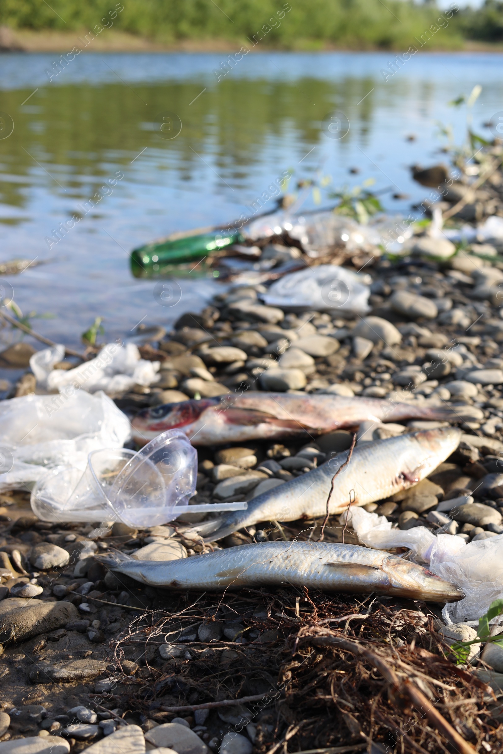 Photo of Dead fishes among trash near river. Environmental pollution concept