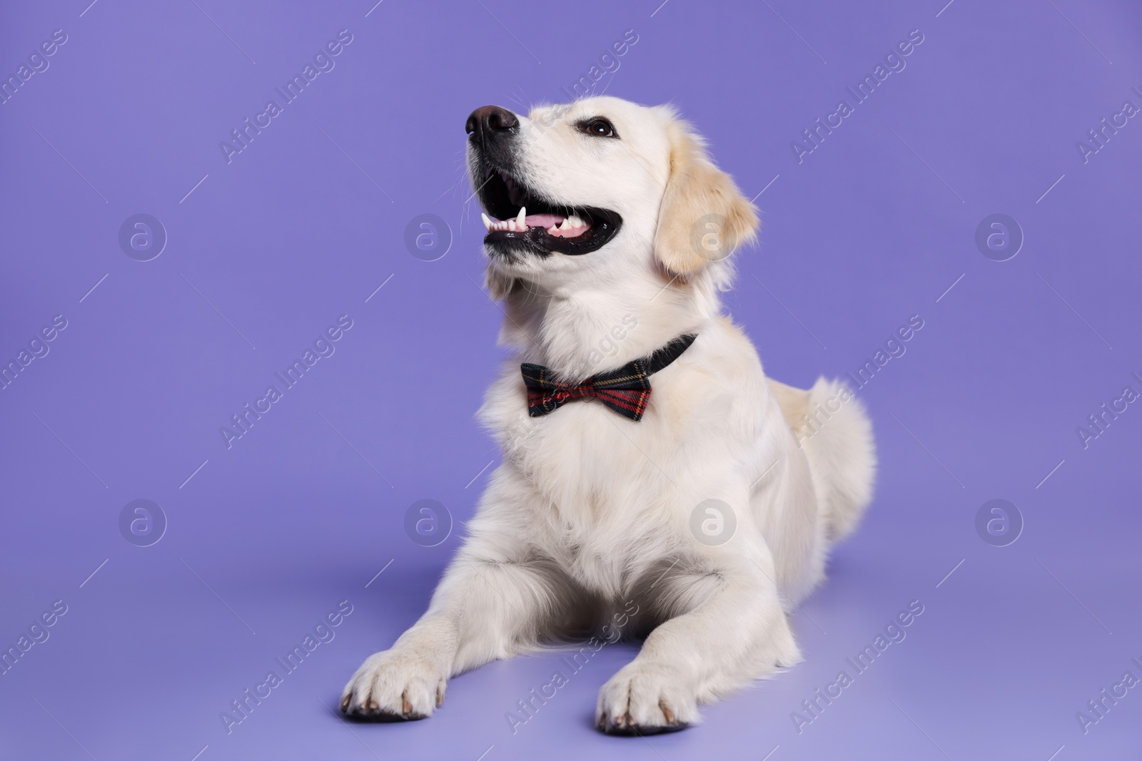 Photo of Cute Labrador Retriever with stylish bow tie on purple background