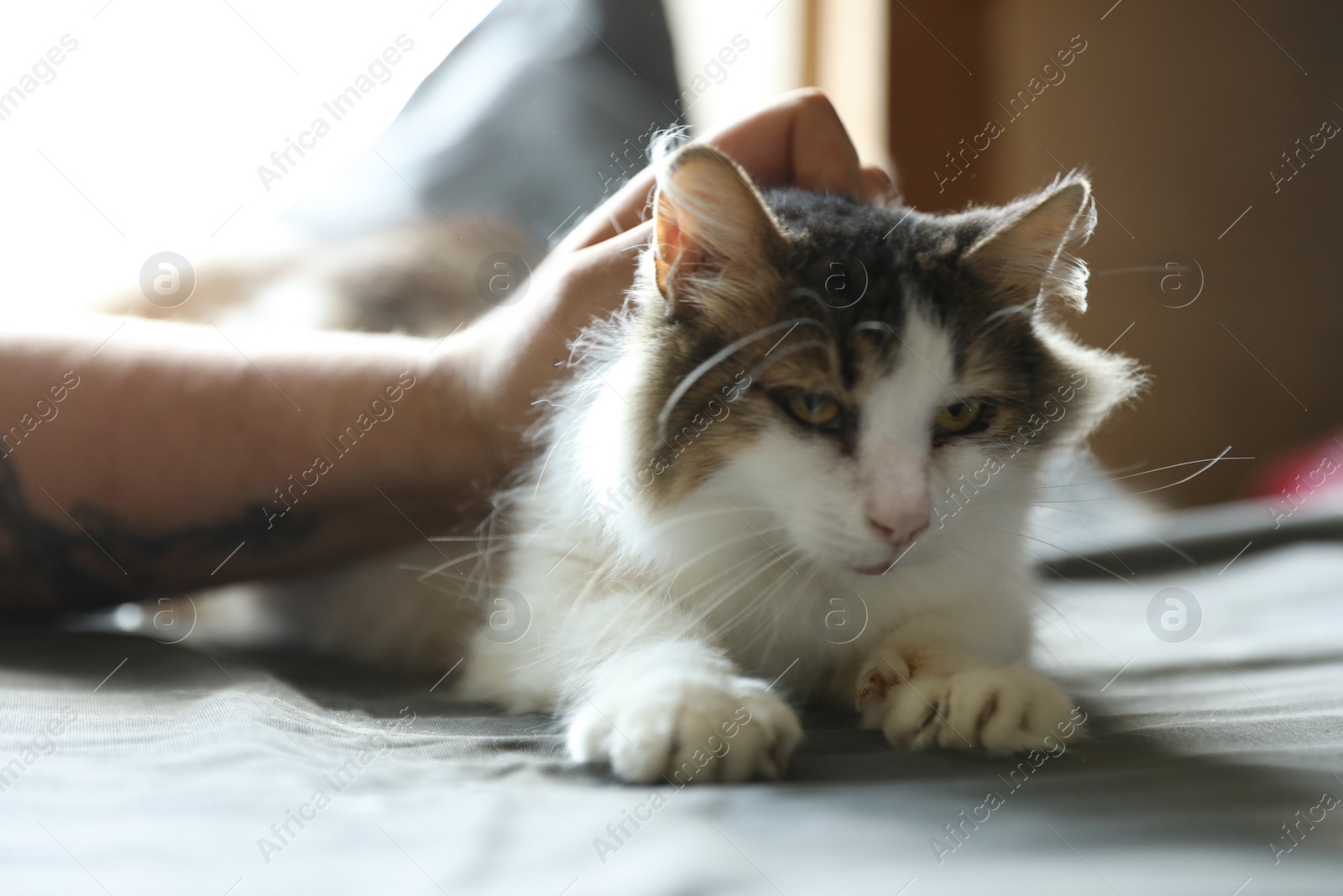 Photo of Woman stroking homeless cat indoors, closeup. Concept of volunteering