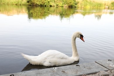 Beautiful white swan swimming in lake outdoors