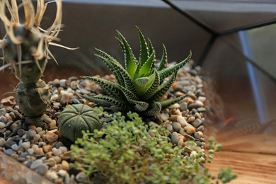 Florarium with succulents on wooden windowsill closeup