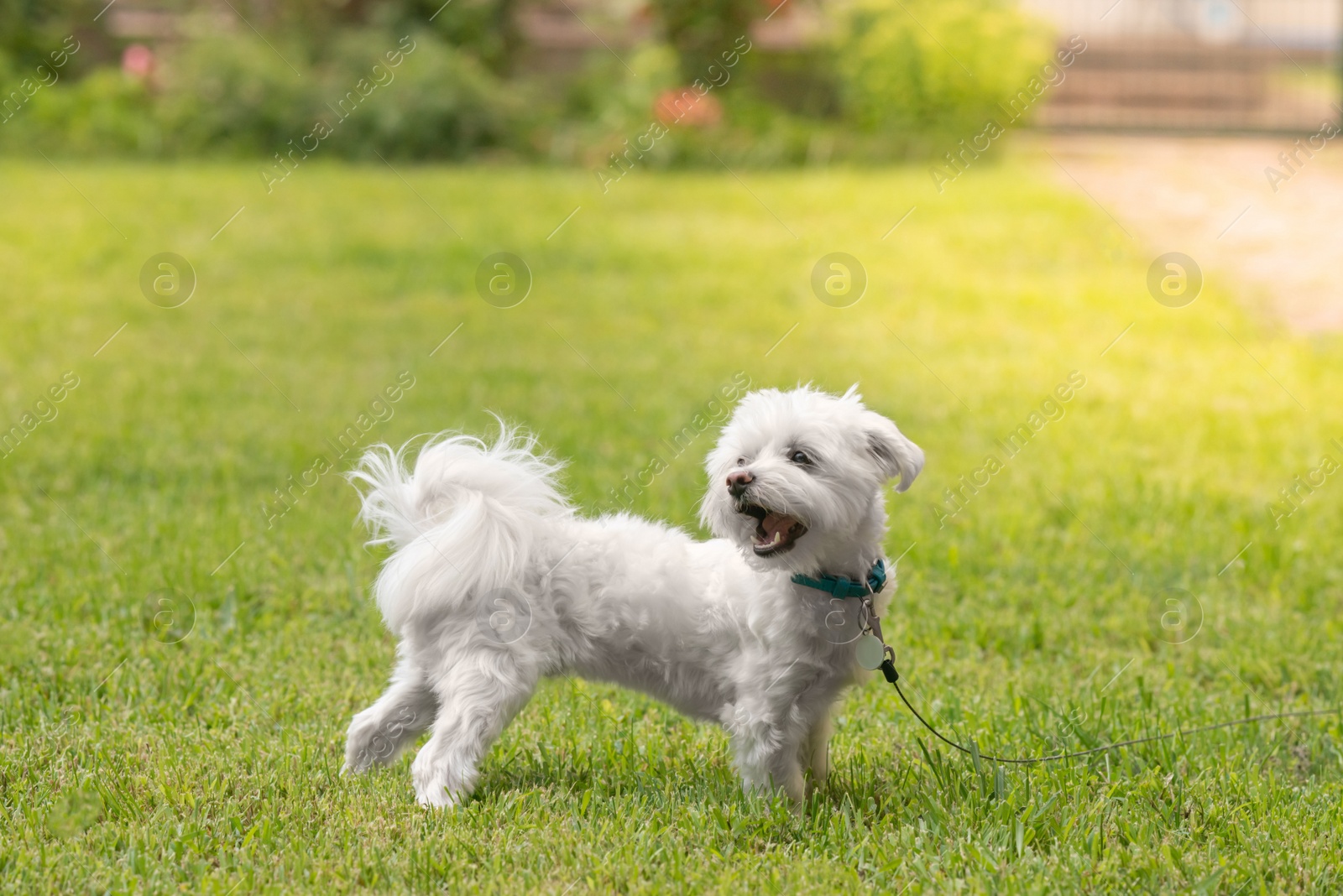 Photo of Cute little Maltese dog walking on green grass