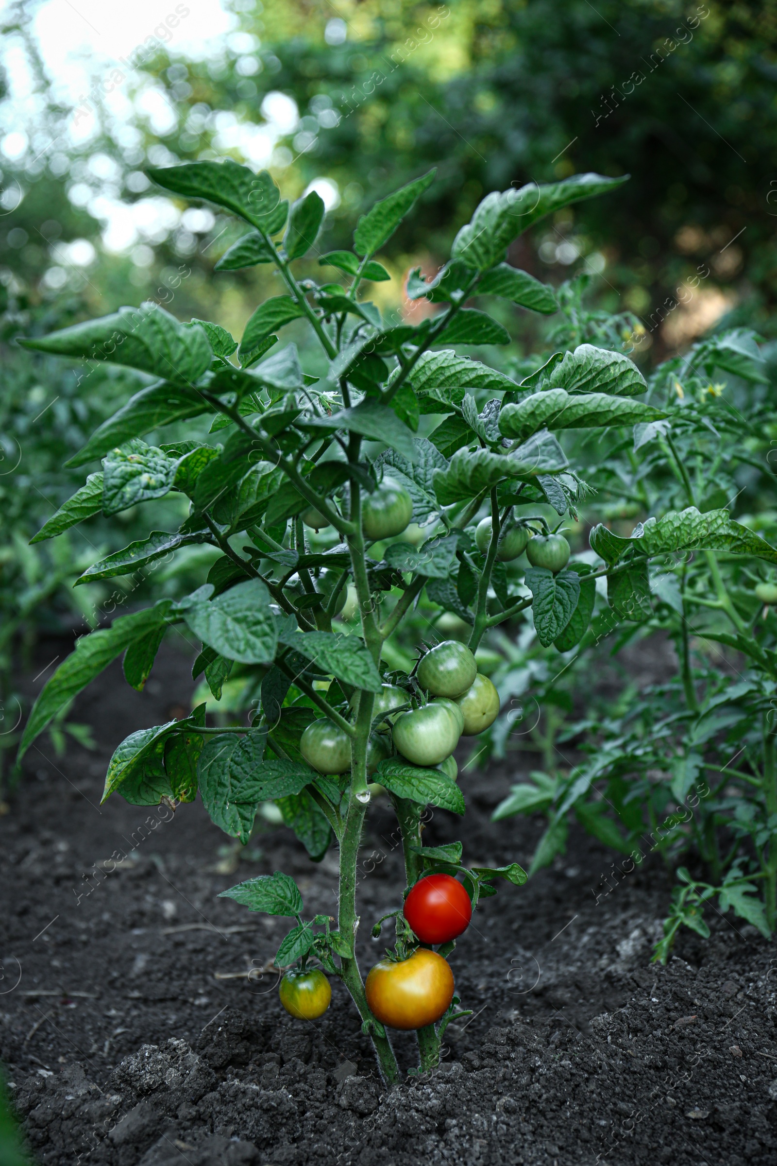 Photo of Fresh young tomato plants growing in ground outdoors. Gardening season