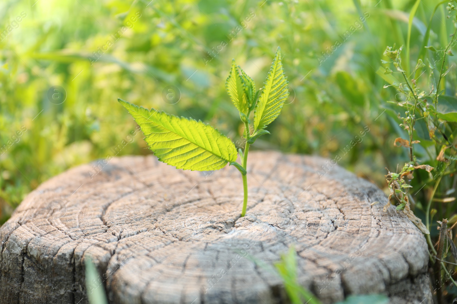 Photo of Young green seedling growing out of tree stump outdoors on sunny day, closeup. New life concept