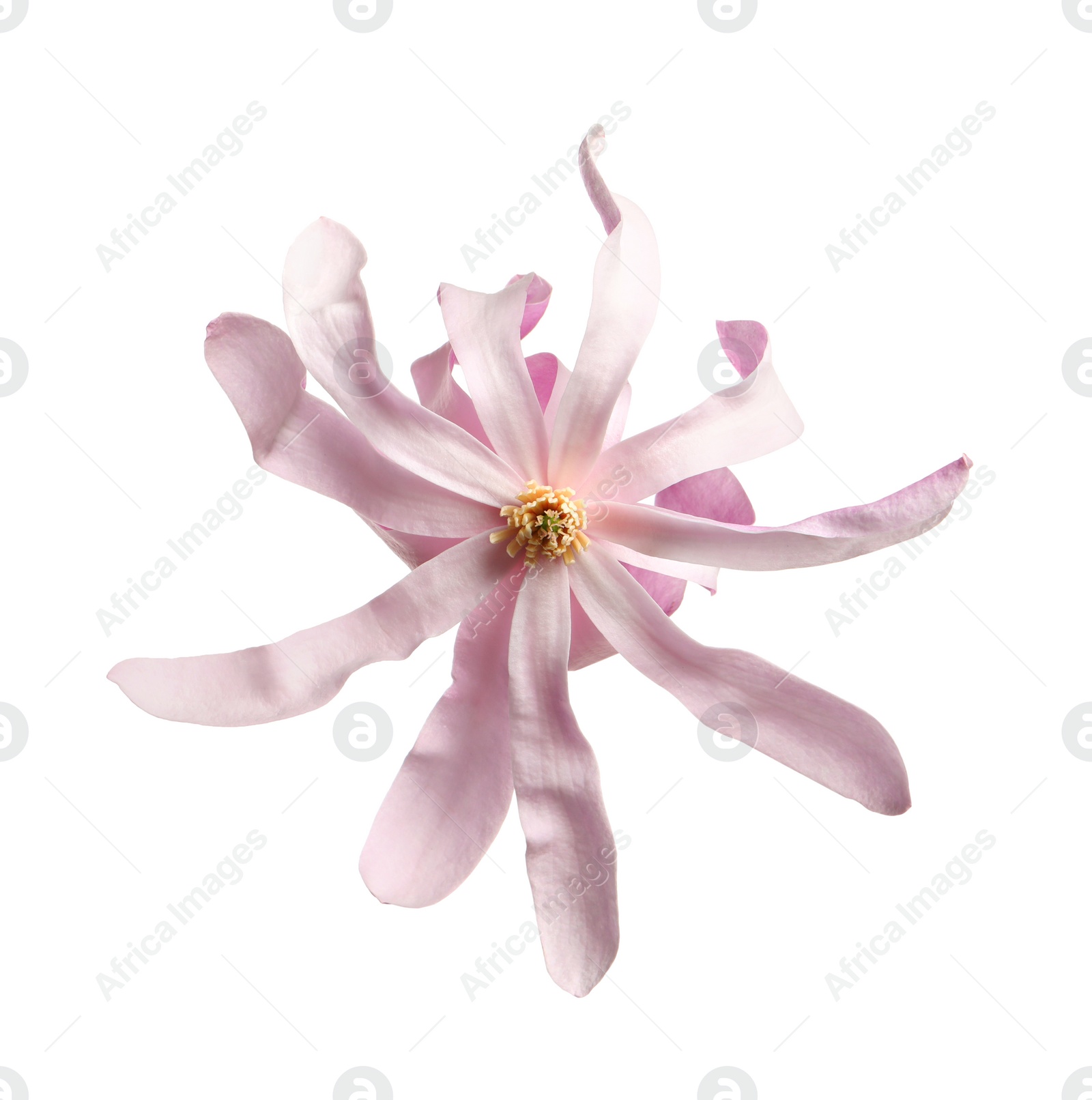 Photo of Beautiful pink magnolia flower isolated on white