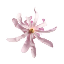 Photo of Beautiful pink magnolia flower isolated on white