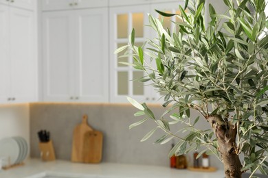 Photo of Beautiful olive tree in stylish kitchen, closeup. Interior design