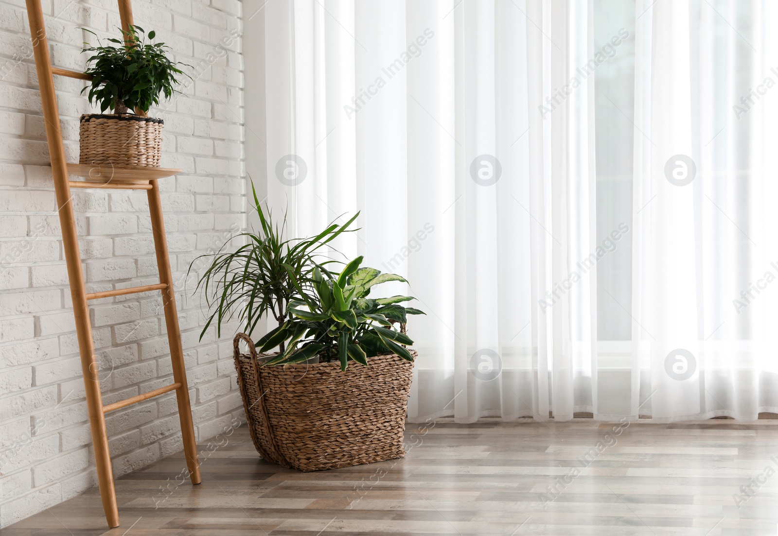 Photo of Beautiful green potted plants in stylish room interior. Space for text