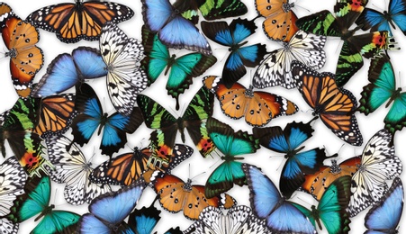 Many different bright butterflies on white background
