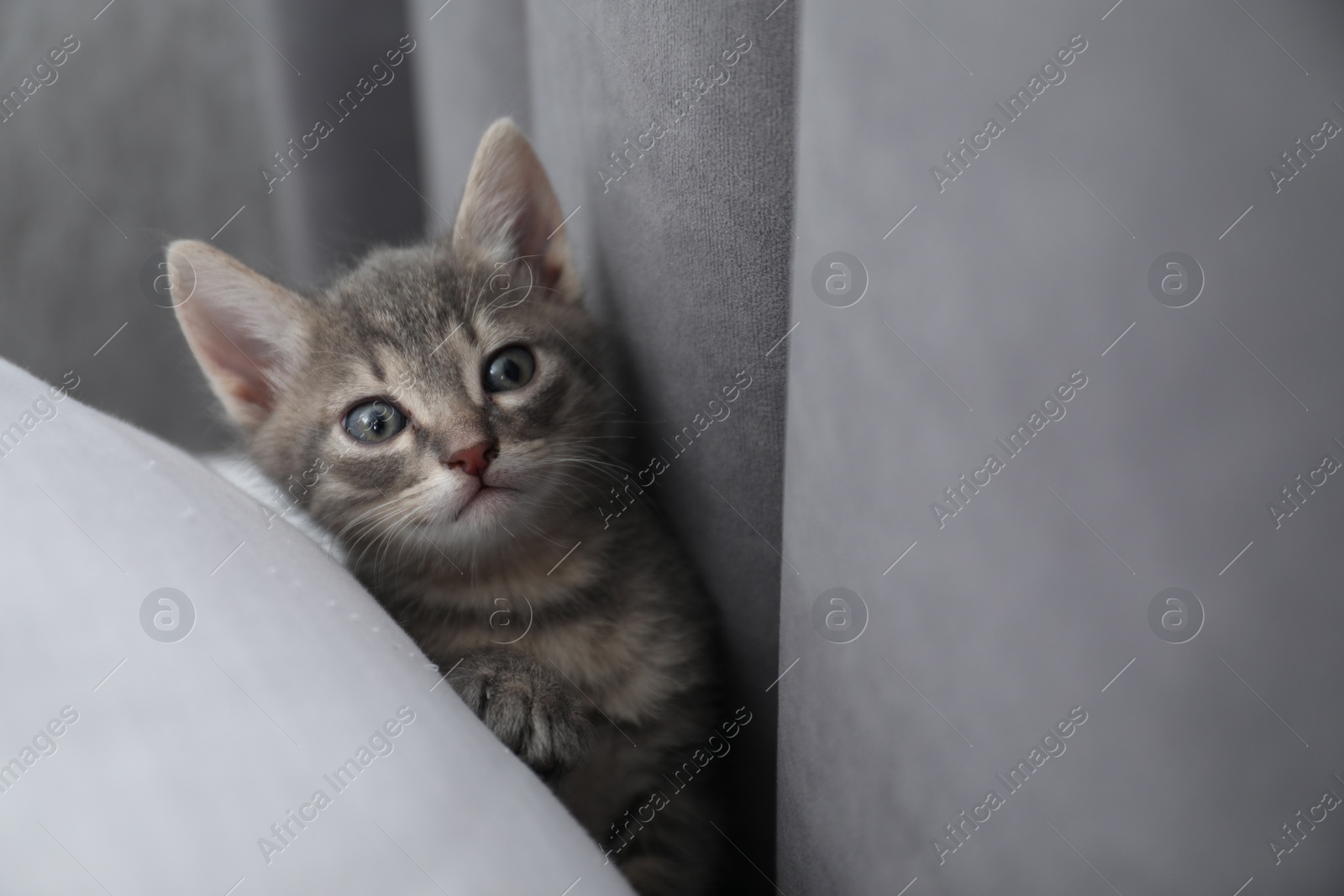 Photo of Cute fluffy kitten at home. Baby animal