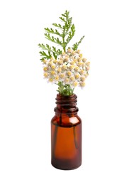 Photo of Bottle of essential oil and yarrow flowers on white background
