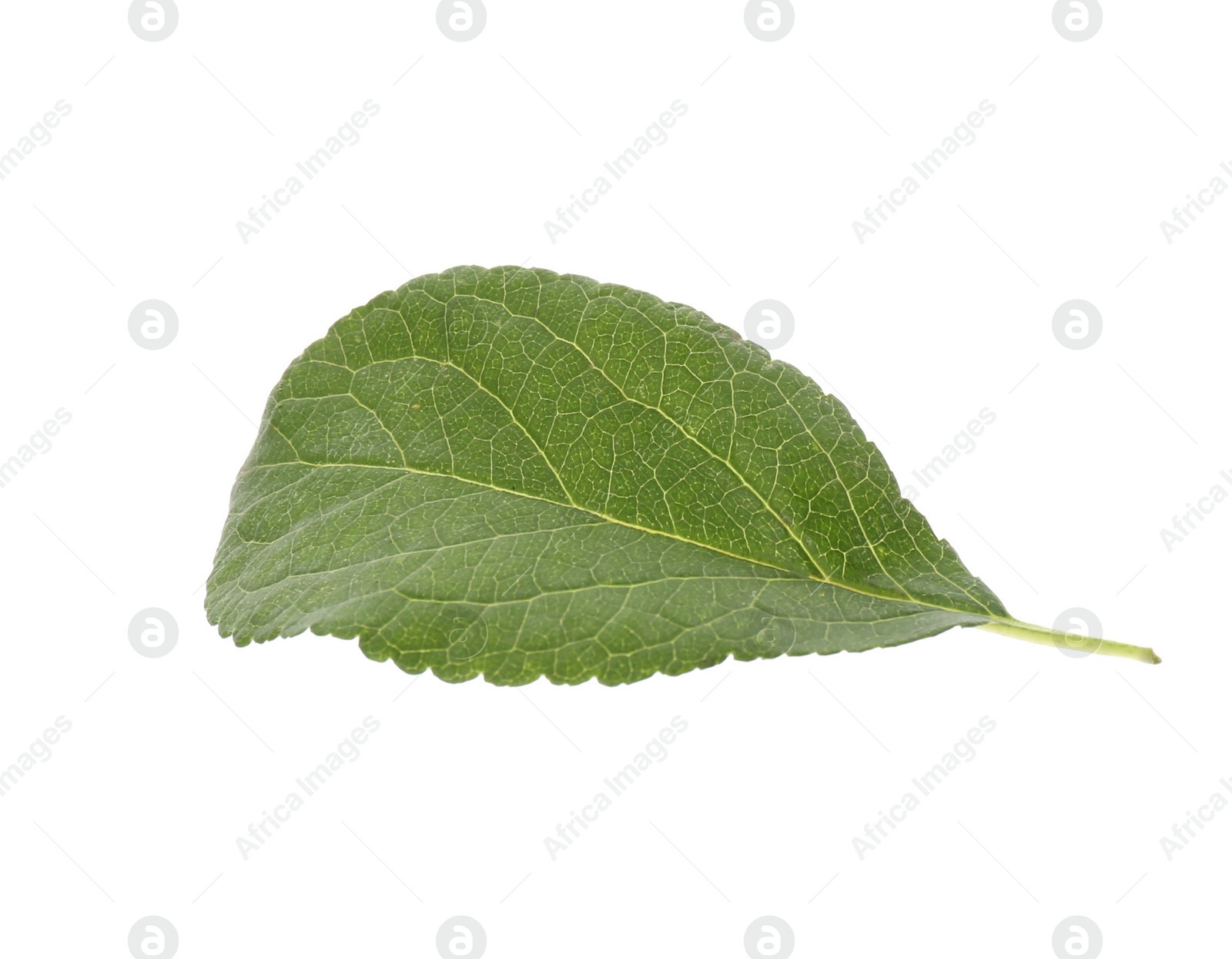 Photo of Fresh green plum leaf isolated on white