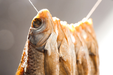 Photo of Dried fish hanging on rope, closeup view