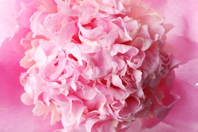 Photo of Closeup view of beautiful blooming pink peony