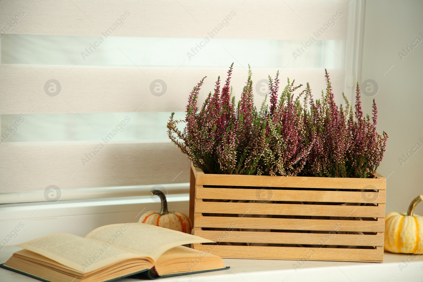 Photo of Beautiful heather flowers in crate, book and pumpkins on white windowsill indoors