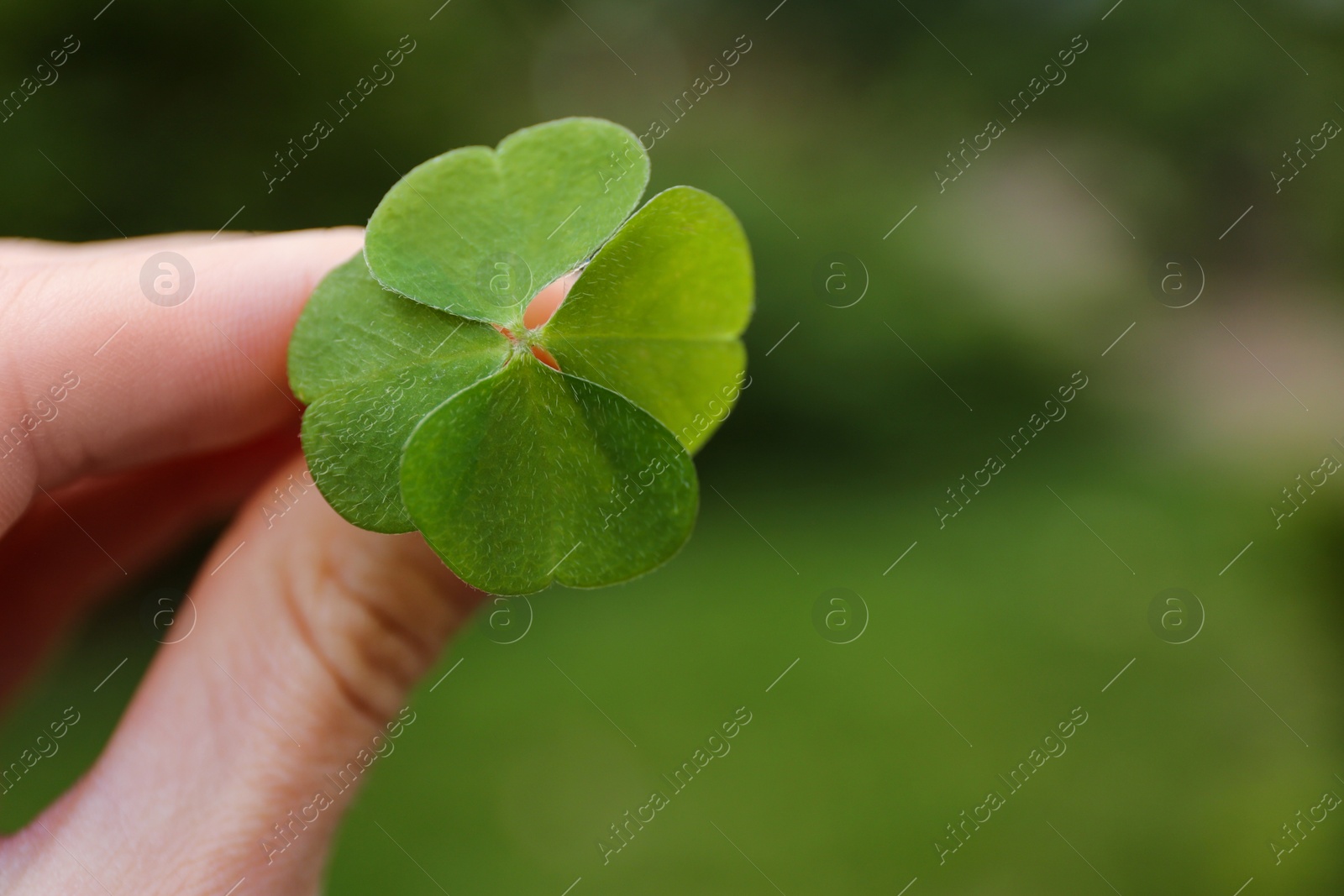 Photo of Woman holding beautiful green four leaf clover outdoors, closeup. Space for text