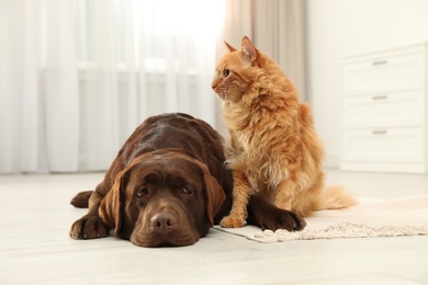 Cat and dog together on floor indoors. Fluffy friends