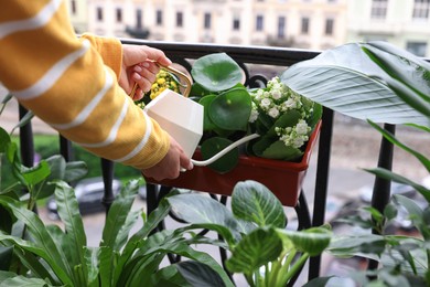 Photo of Woman watering beautiful potted houseplants on balcony, closeup