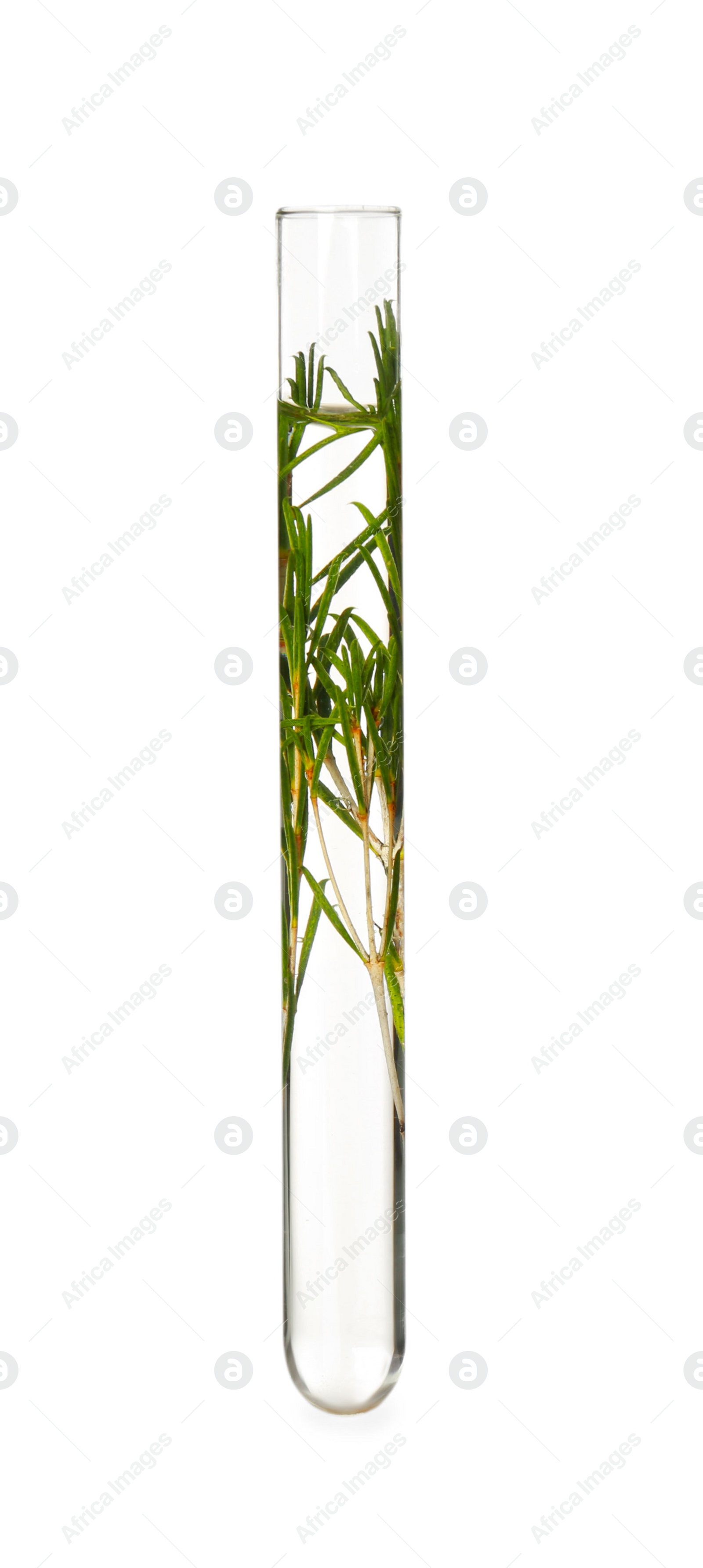 Photo of Green plant in test tube on white background