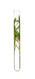 Green plant in test tube on white background