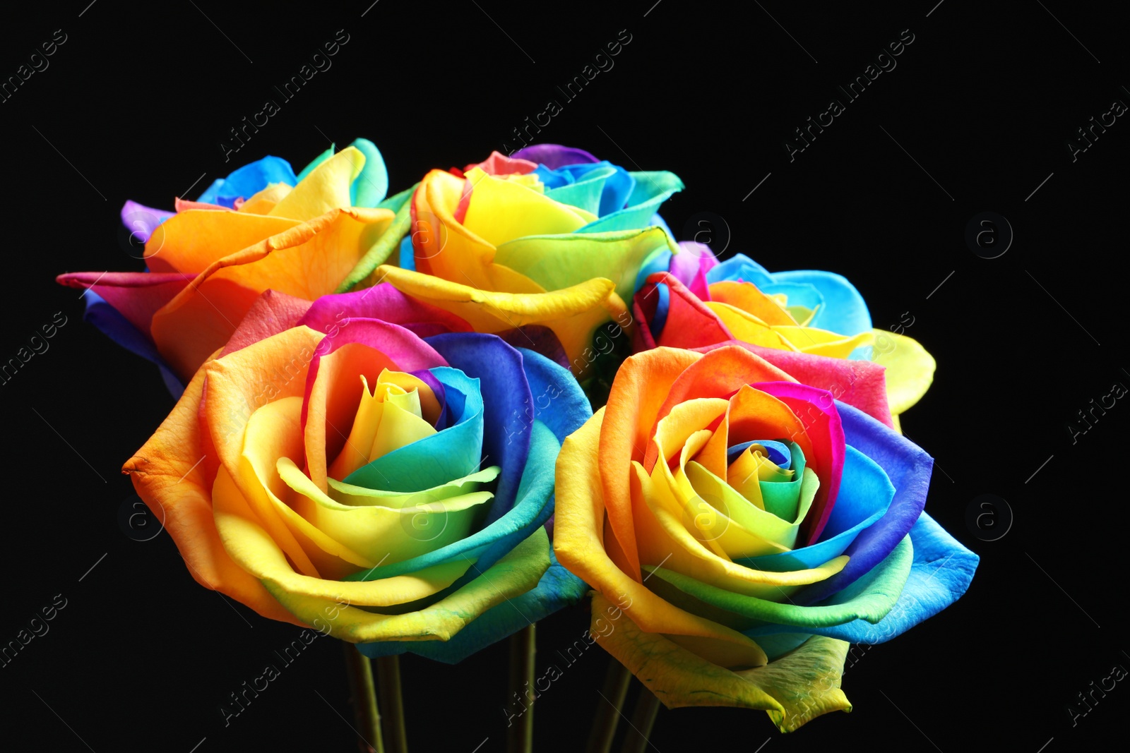 Photo of Amazing rainbow rose flowers on black background