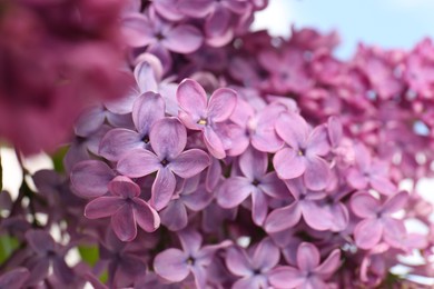 Photo of Beautiful blooming lilac flowers on blurred background, closeup