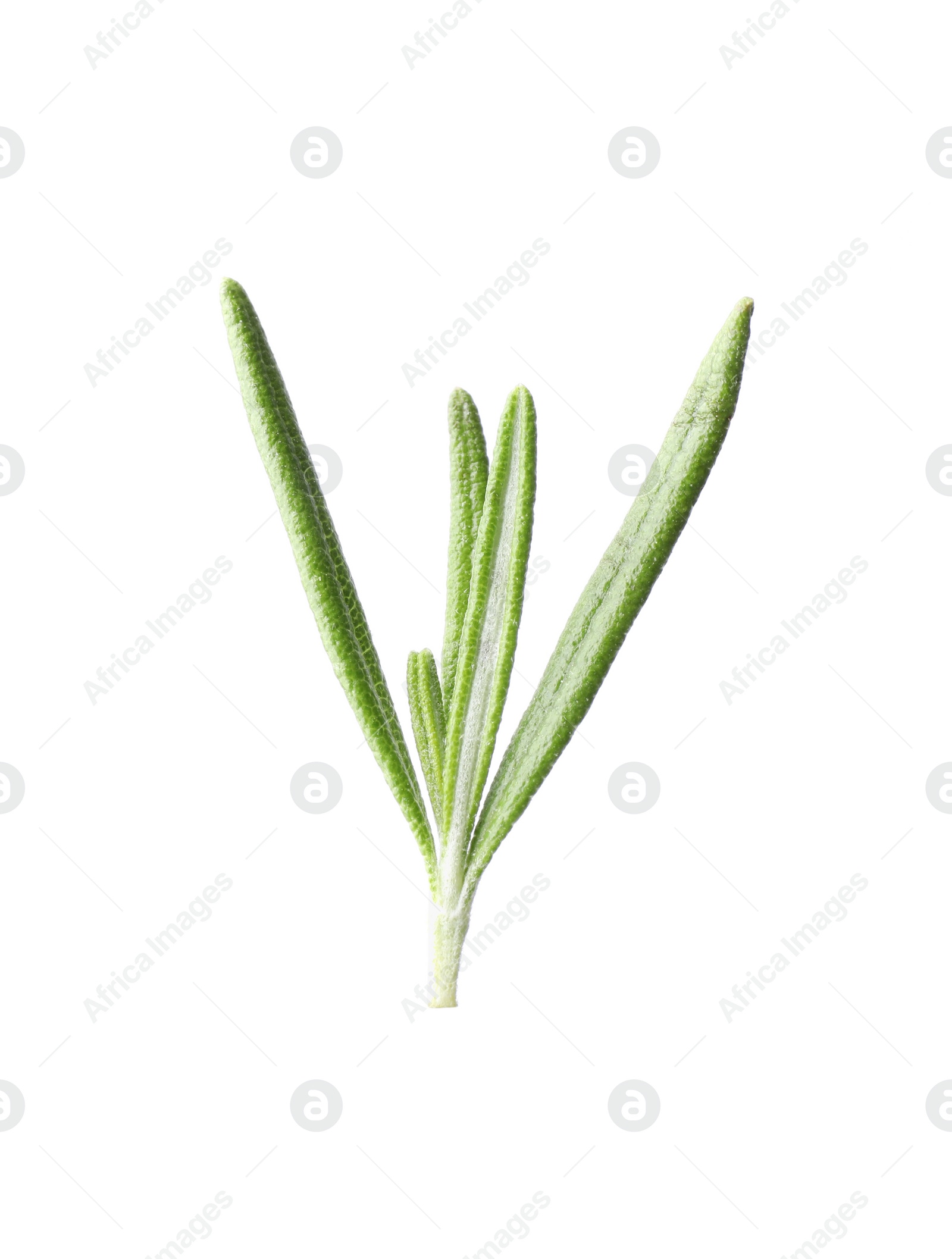 Photo of Aromatic fresh green rosemary isolated on white