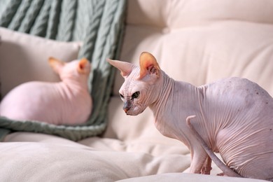 Photo of Adorable Sphynx cats on sofa at home. Lovely pets