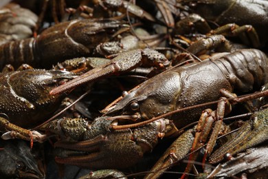 Heap of fresh raw crayfishes as background, closeup
