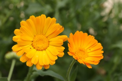 Two beautiful blooming calendula flower outdoors, closeup