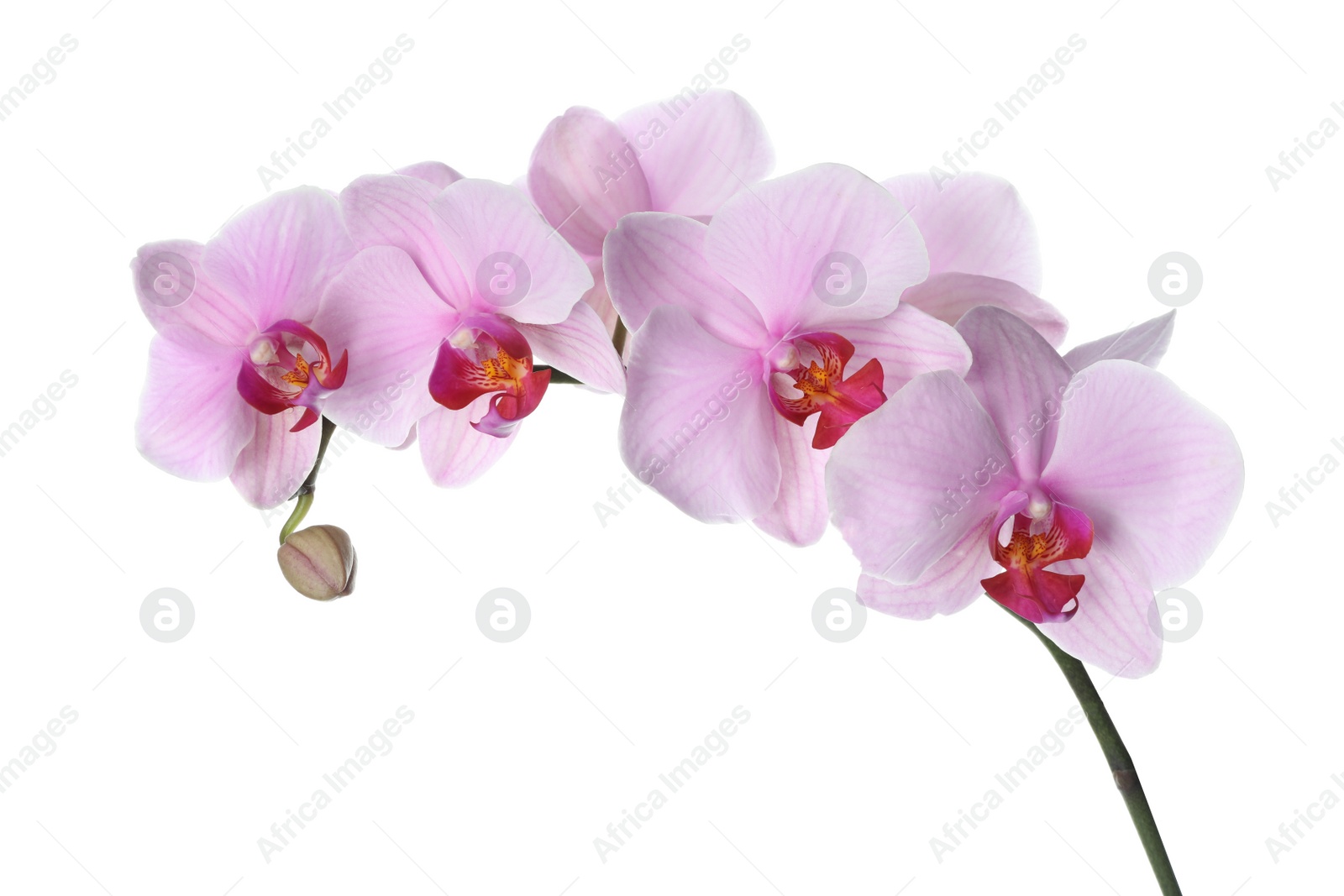 Photo of Branch of beautiful pink Phalaenopsis orchid isolated on white