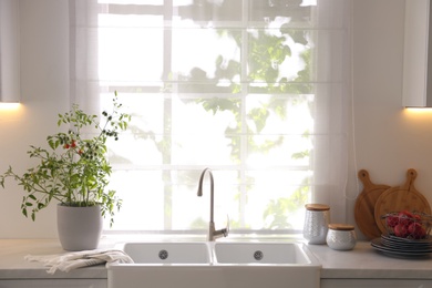 Kitchen counter with sink and potted tomato bush near window