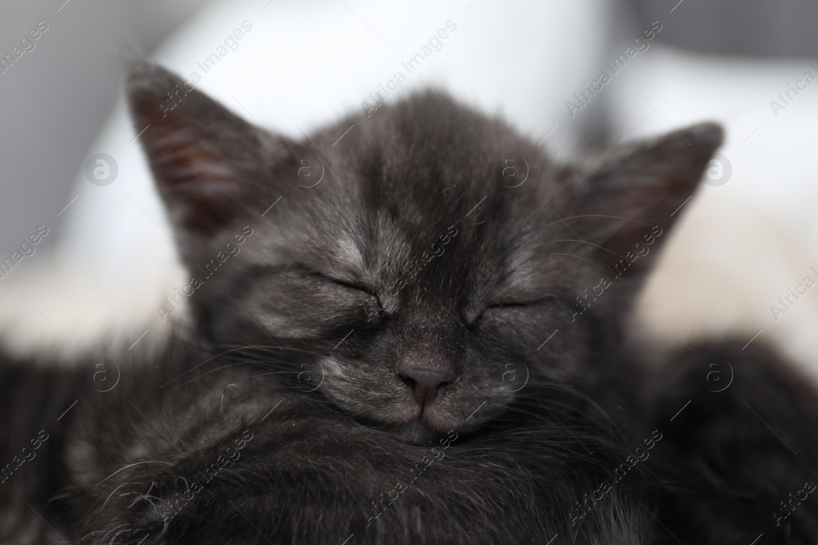 Photo of Cute fluffy kittens sleeping indoors. Baby animals