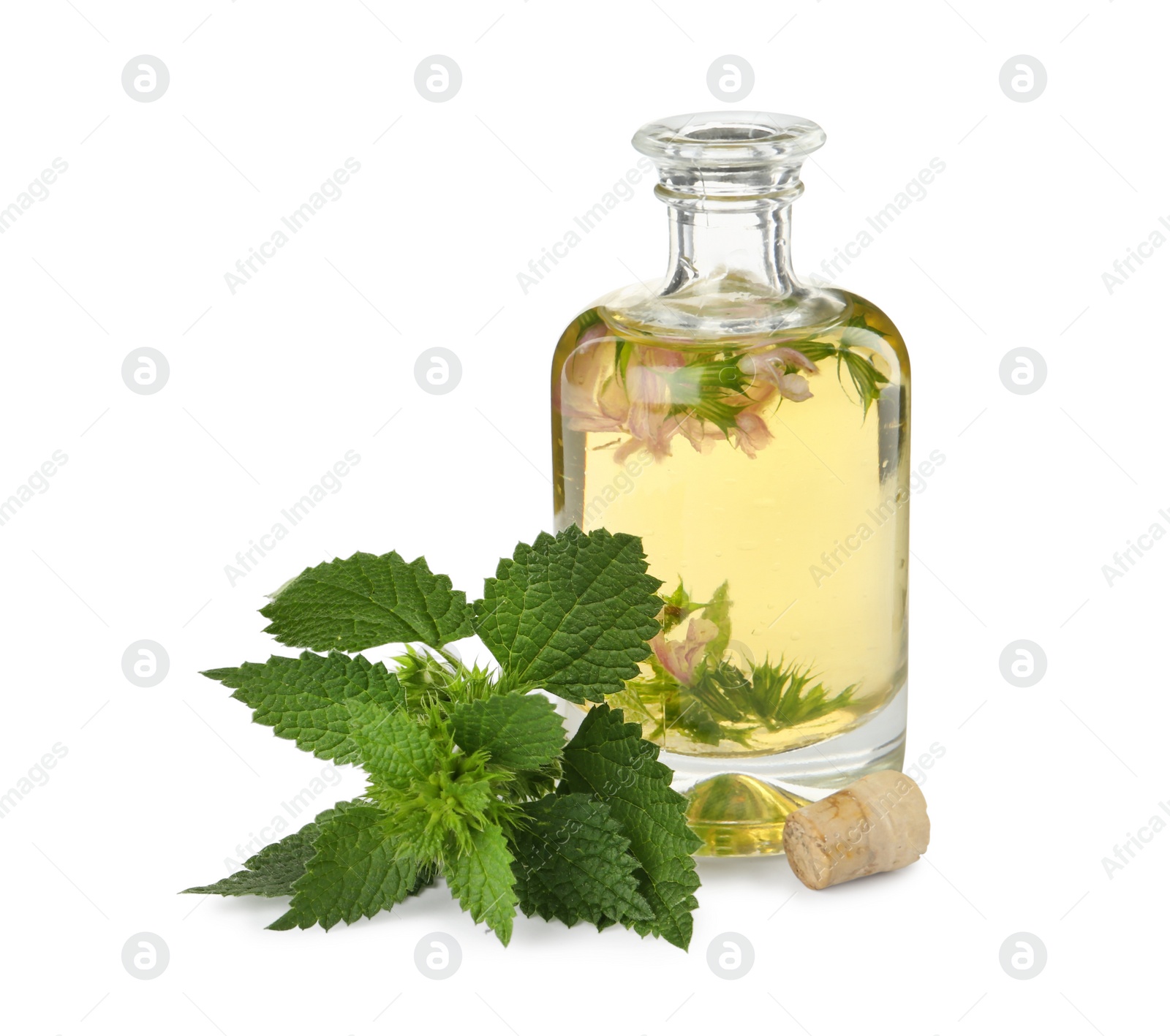 Photo of Glass bottle of nettle oil with flowers and leaves isolated on white