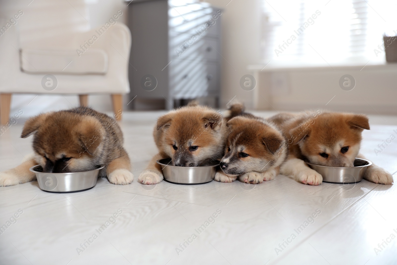 Photo of Adorable Akita Inu puppies eating from feeding bowls indoors