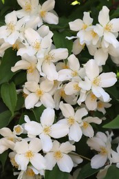 Photo of Closeup view of beautiful blooming white jasmine shrub outdoors