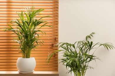 Photo of Exotic house plants near window in room
