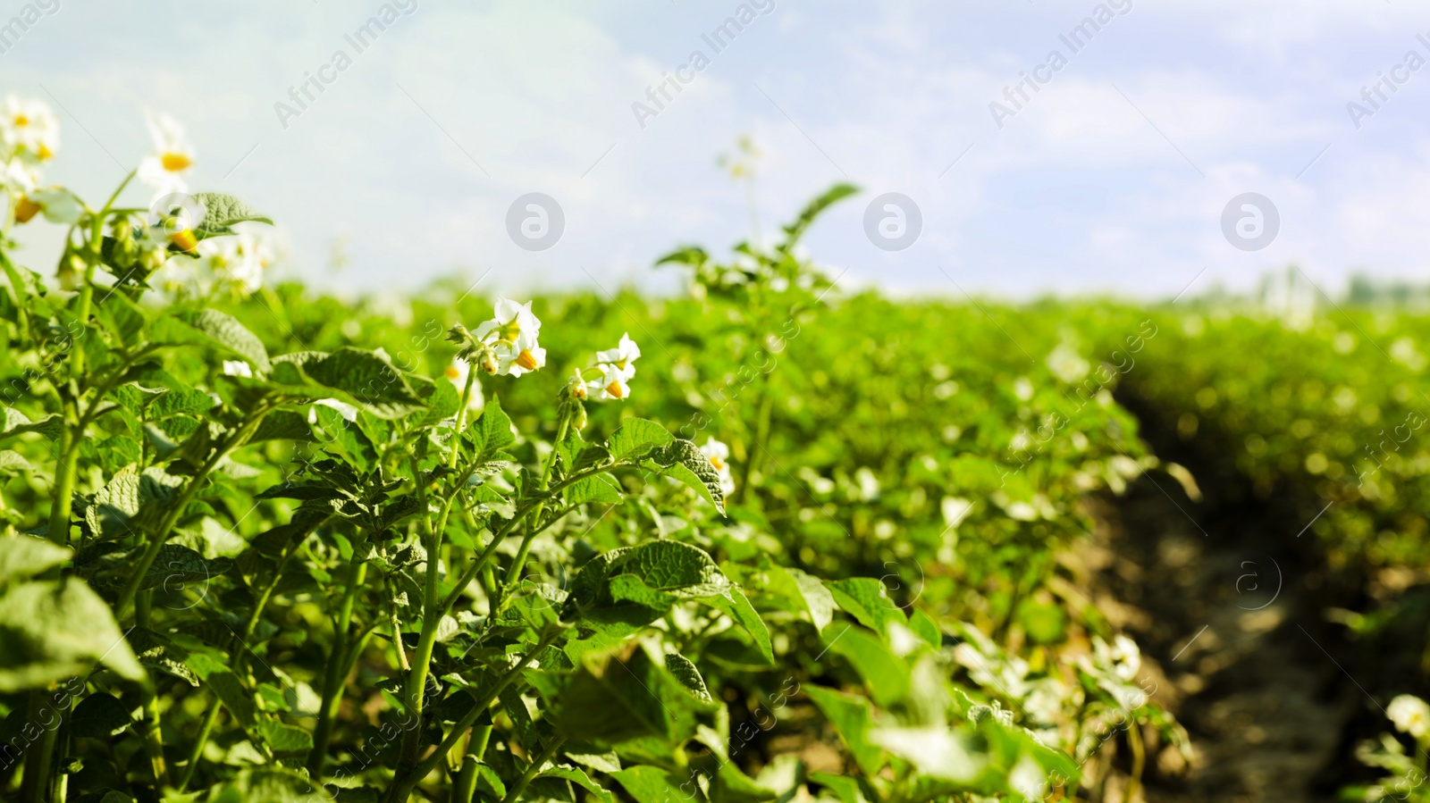 Photo of Beautiful field with blooming potato bushes on sunny day