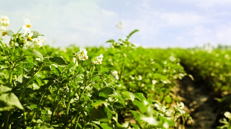 Beautiful field with blooming potato bushes on sunny day