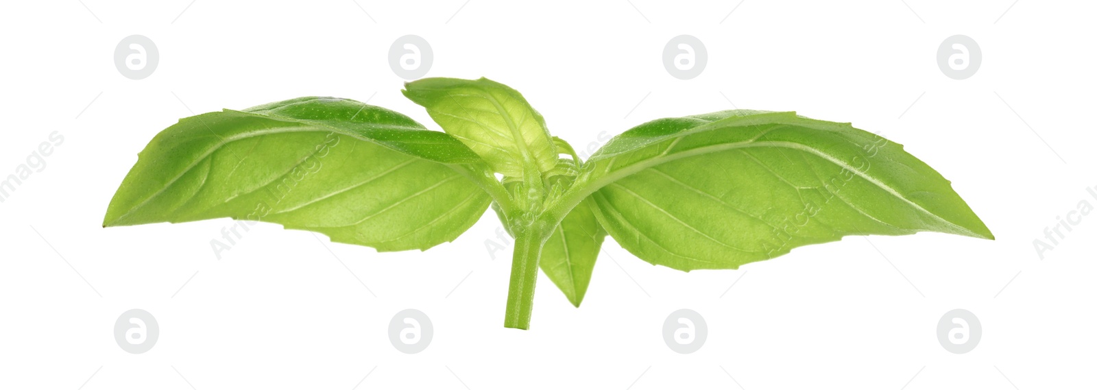 Photo of Fresh green basil leaves isolated on white