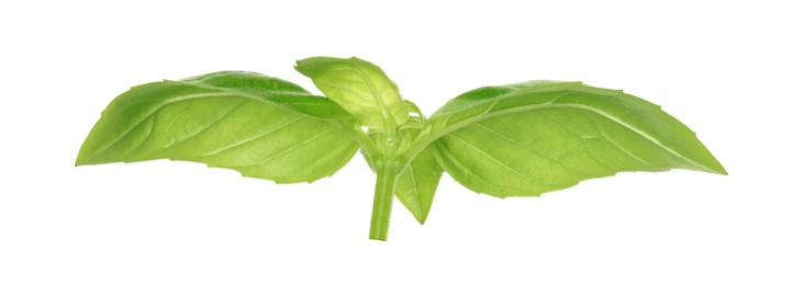 Photo of Fresh green basil leaves isolated on white