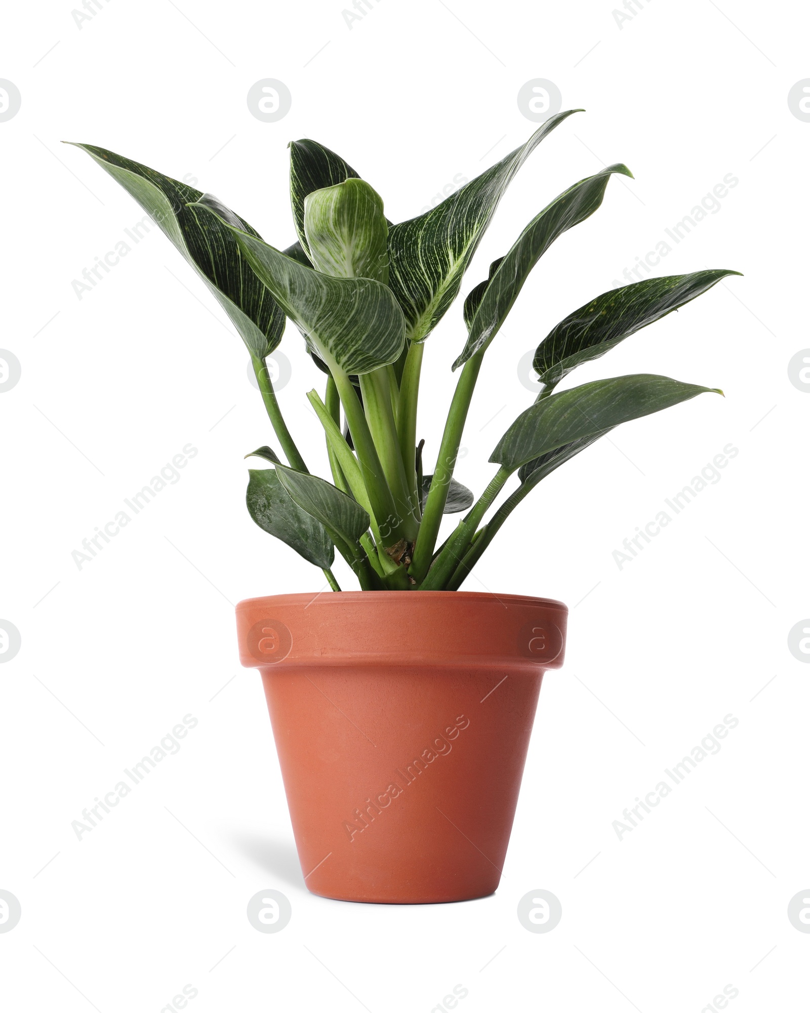 Image of Philodendron plant in terracotta pot isolated on white. House decor