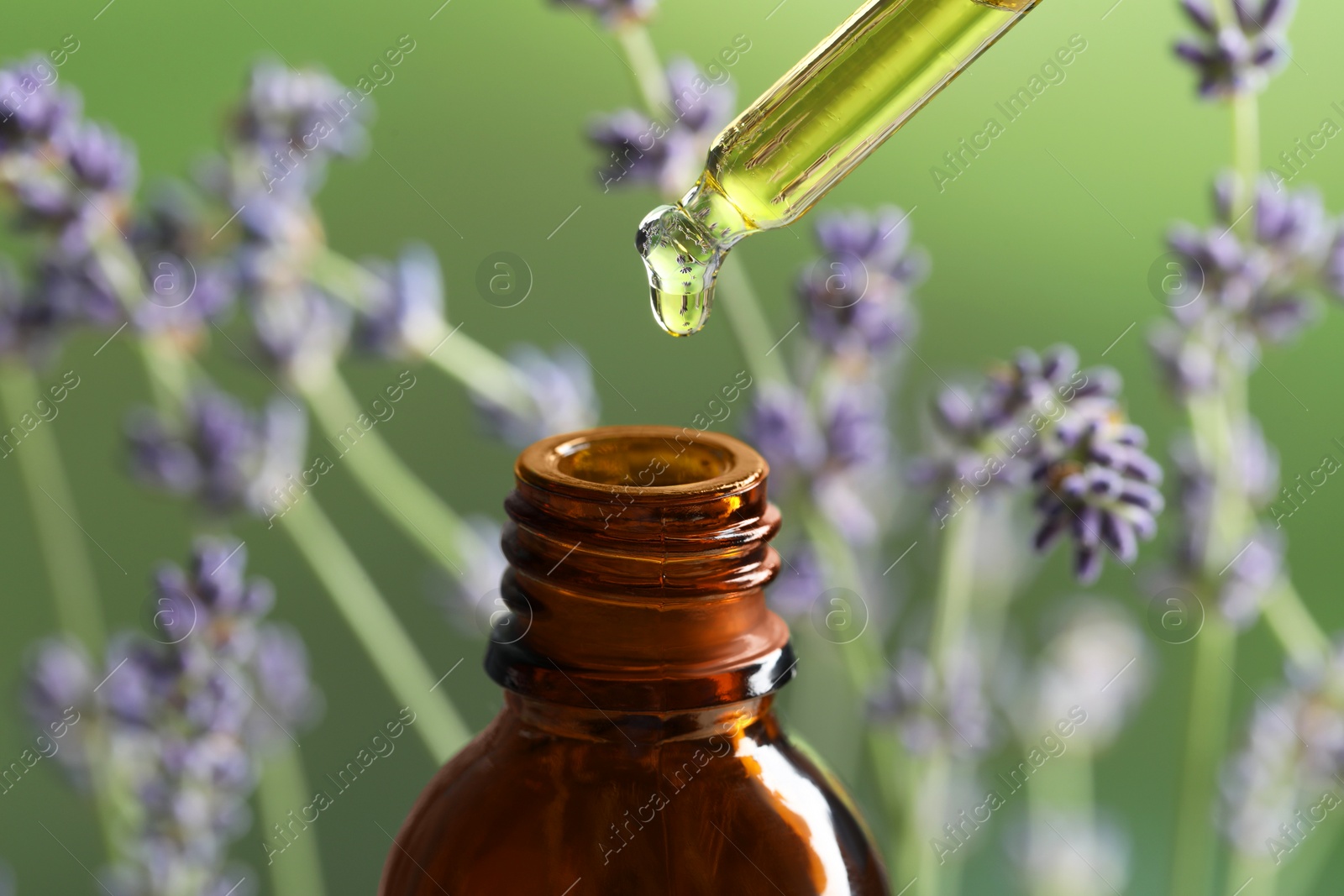 Photo of Dripping essential oil from pipette into bottle near lavender on green background, closeup