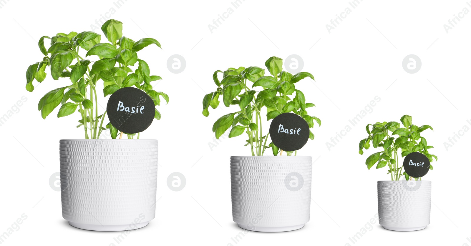 Image of Basil growing in pots isolated on white, different sizes