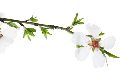 Photo of Tree branch with beautiful blossoms isolated on white. Spring season