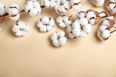 Fluffy cotton flowers on beige background, top view. Space for text