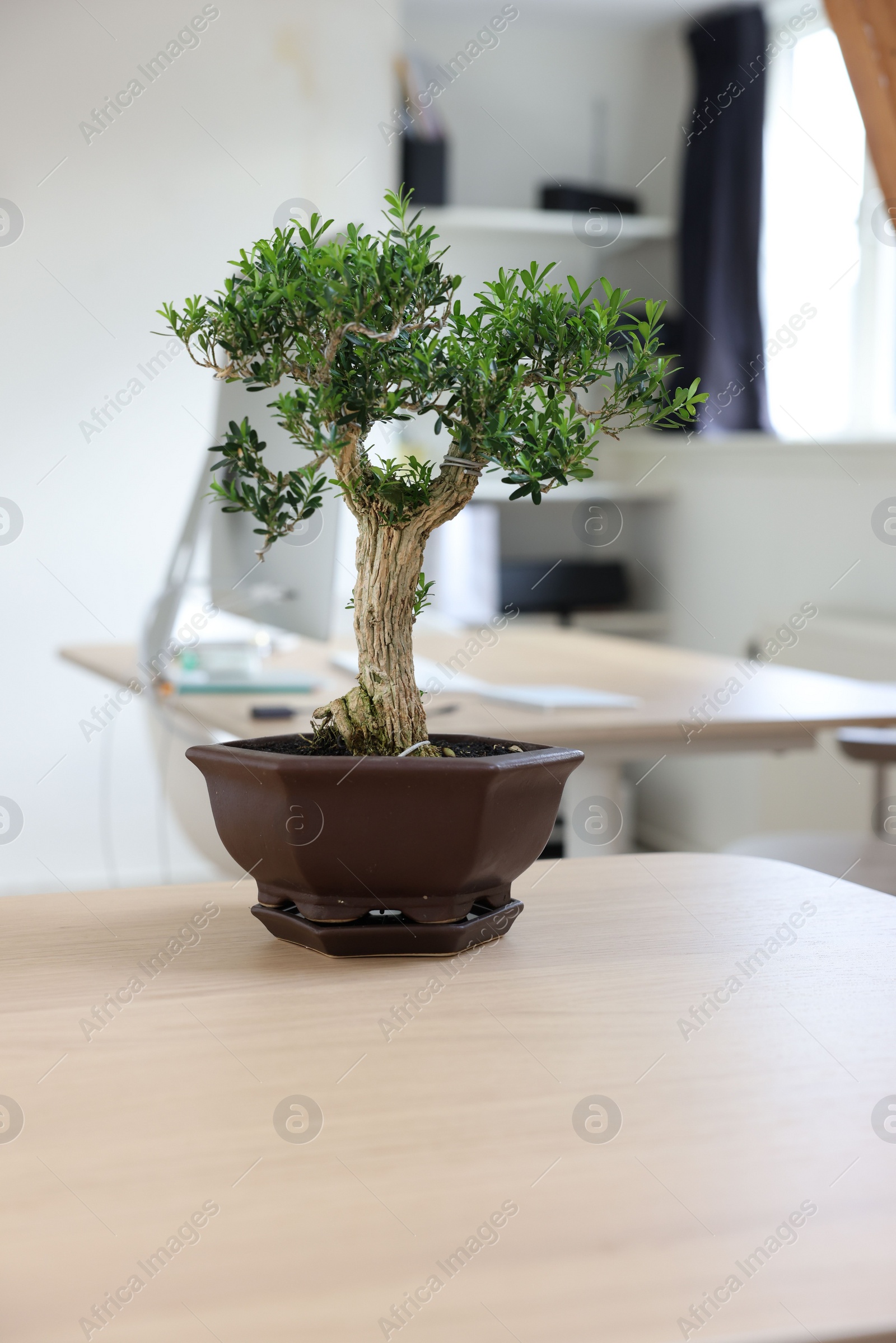 Photo of Beautiful bonsai tree in pot on wooden table indoors