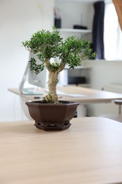 Photo of Beautiful bonsai tree in pot on wooden table indoors